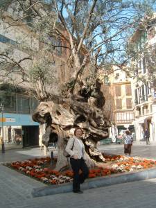 Antiguo Olivo frente Ayuntamiento Palma
