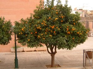 Los naranjos de Mallorca